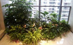 新装修的办公室放什么植物去甲醛?如何摆放?